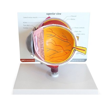 GPI ANATOMICAL Anatomical Model - Eye 2750